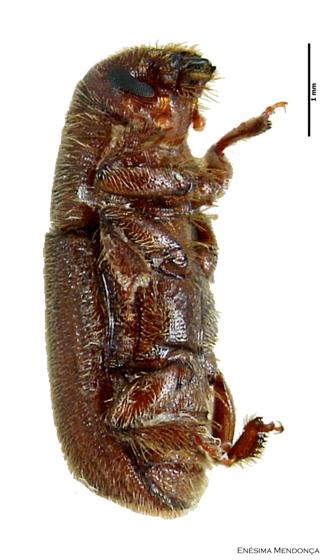 Hylurgus ligniperda (Fabricius, 1787)