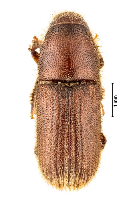 Hylurgus ligniperda (Fabricius, 1787)