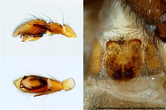Male pedipalp/Female epigene / © Enésima Mendonça