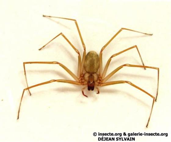 Loxosceles rufescens (Dufour, 1820)