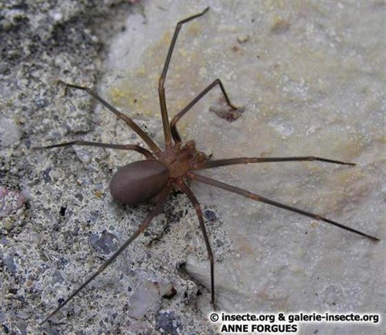 Loxosceles rufescens (Dufour, 1820)