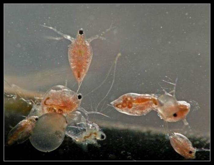 Simocephalus exspinosus (De Geer, 1778)