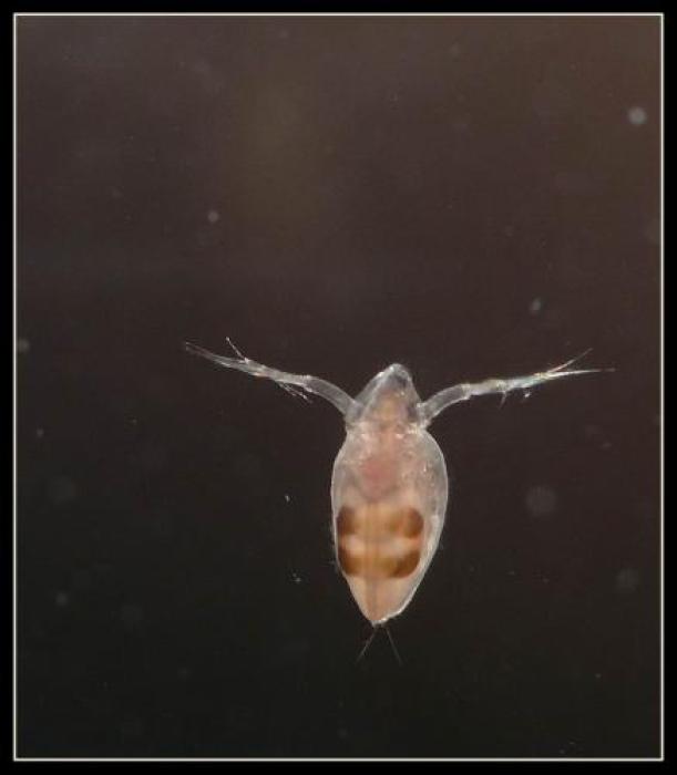 Simocephalus exspinosus (De Geer, 1778)
