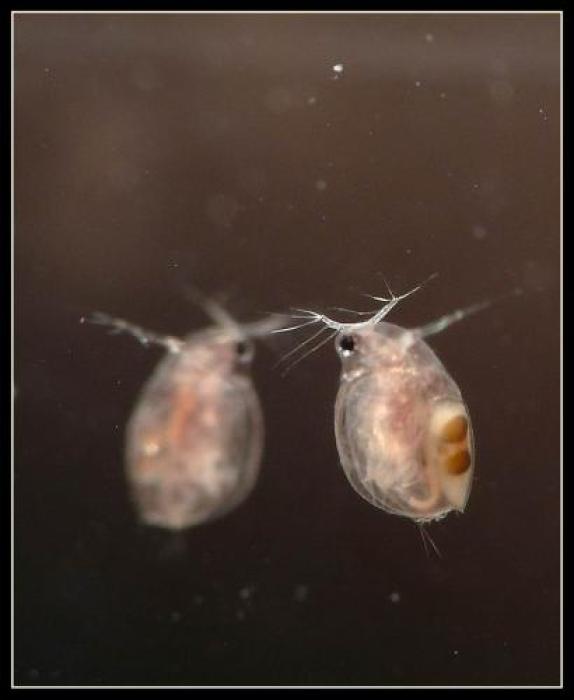 Simocephalus exspinosus (De Geer, 1778)