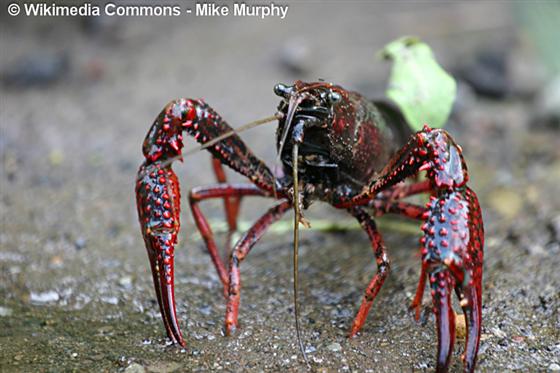 Procambarus clarkii (Girard, 1852)