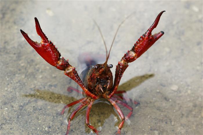 Procambarus clarkii (Girard, 1852)