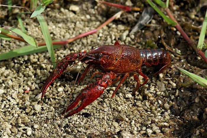 Procambarus clarkii (Girard, 1852)