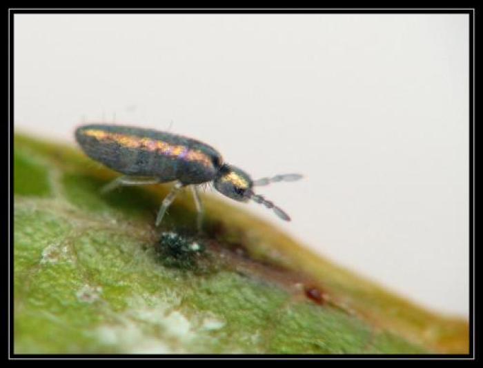 Size: 1mm / © Guillaume Jacquemin
