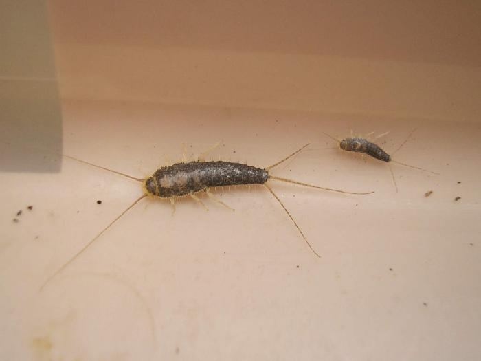 Tamanho: 10-12mm / © Arp Kruithof