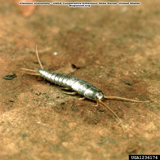 © Clemson University