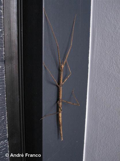 Clonopsis gallica (Charpentier, 1825)