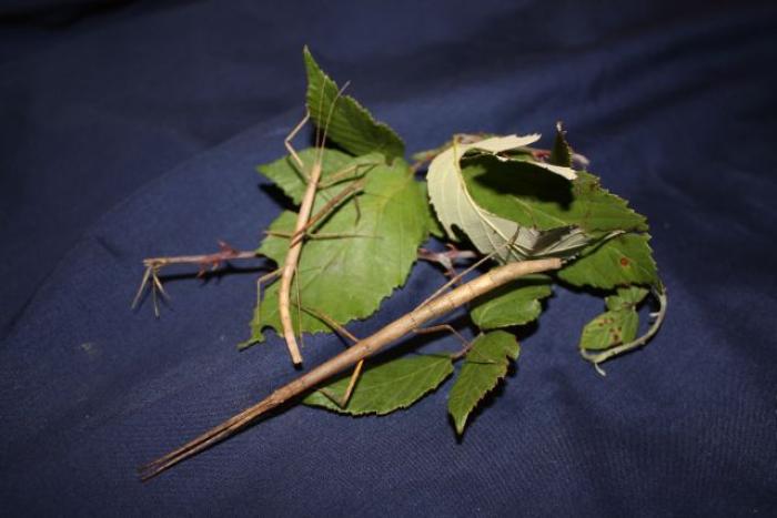 Clonopsis gallica (Charpentier, 1825)