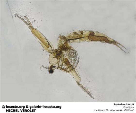 Leptodora kindtii (Focke, 1844)