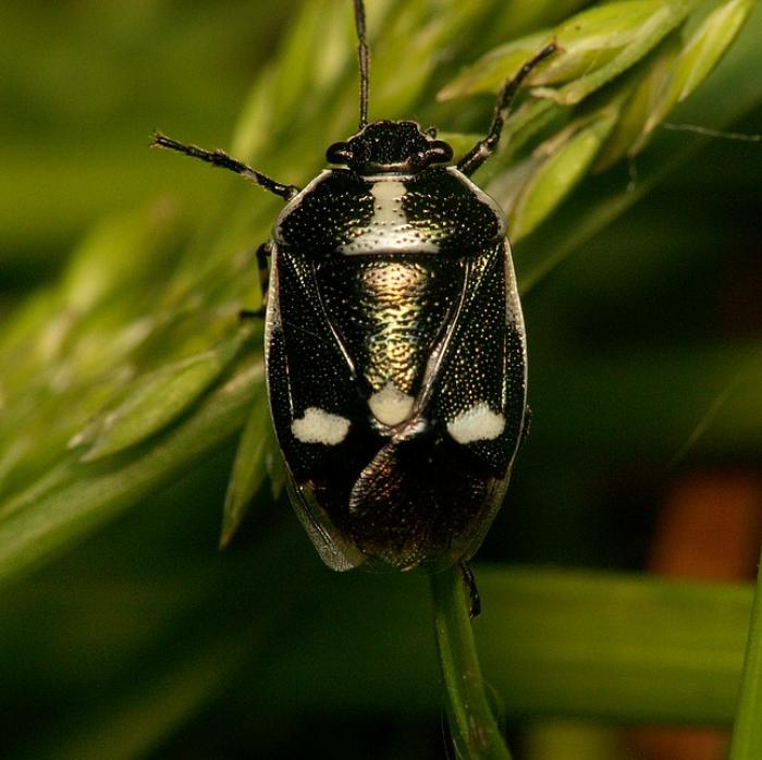 Tamanho: 7mm / © Bobgaia