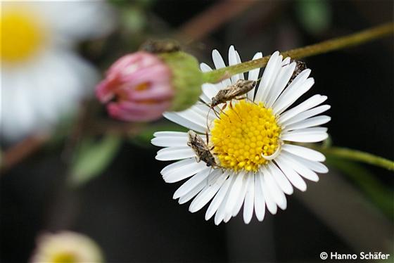 Brachycarenus tigrinus (Schilling, 1829)