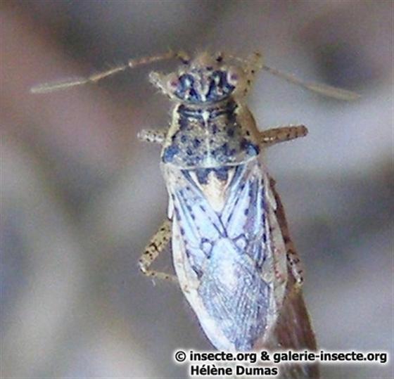 Brachycarenus tigrinus (Schilling, 1829)