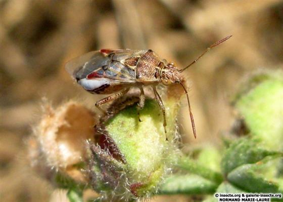 Liorhyssus hyalinus (Fabricius, 1794)