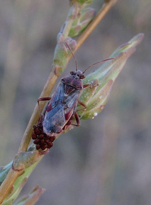 Liorhyssus hyalinus (Fabricius, 1794)