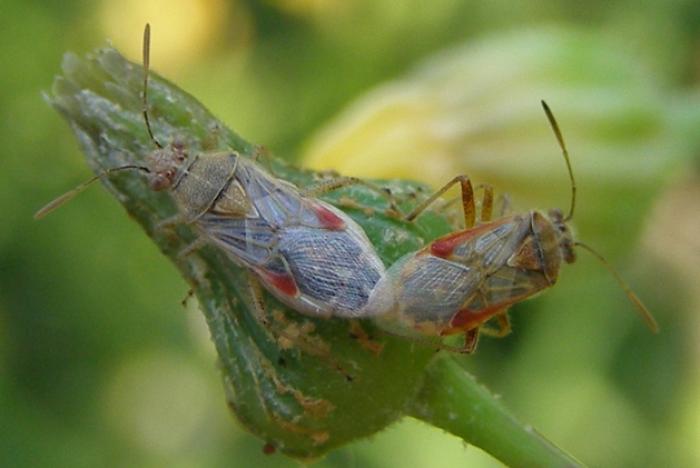 Liorhyssus hyalinus (Fabricius, 1794)