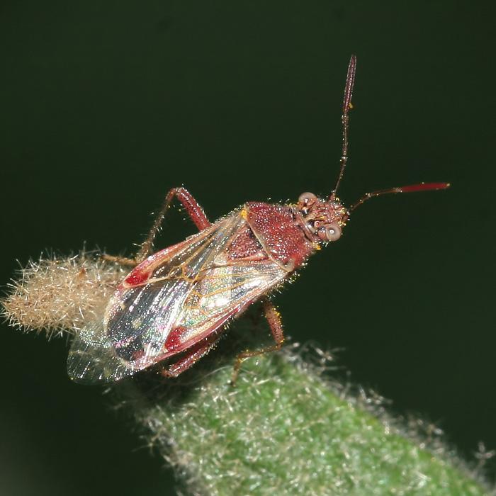 Liorhyssus hyalinus (Fabricius, 1794)