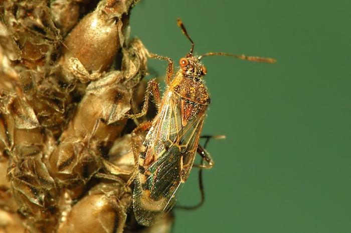 Liorhyssus hyalinus (Fabricius, 1794)