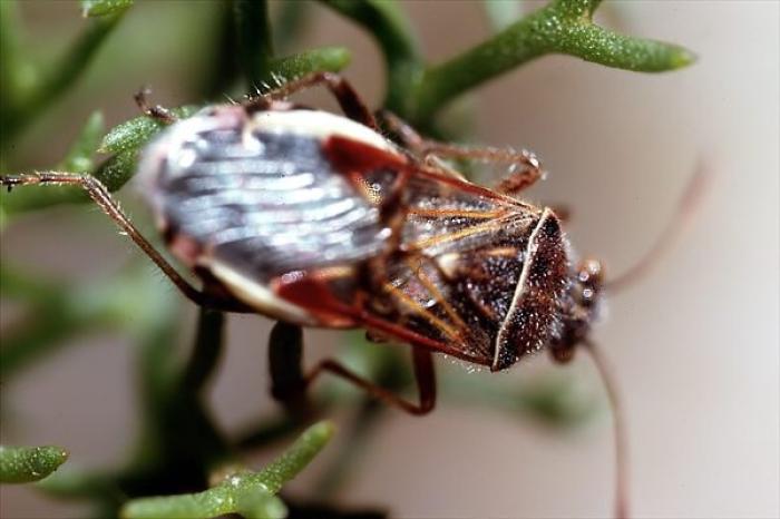 Liorhyssus hyalinus (Fabricius, 1794)