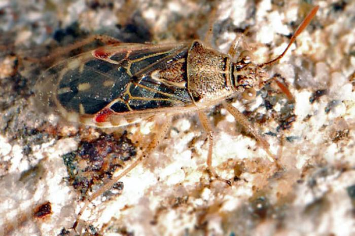 Liorhyssus hyalinus (Fabricius, 1794)