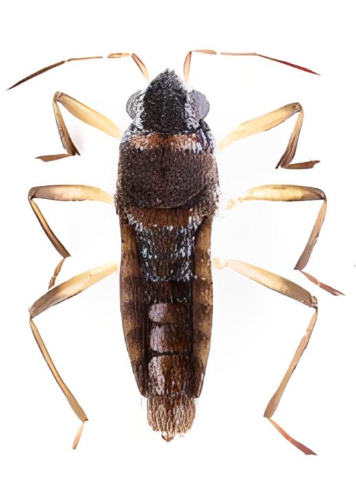 Microvelia gracillima Reuter, 1883