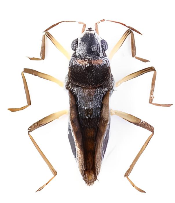 Microvelia gracillima Reuter, 1883