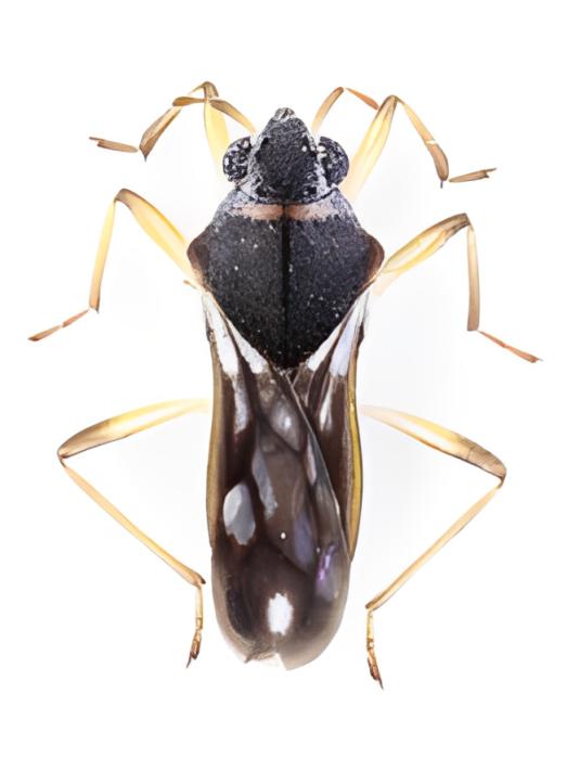 Microvelia gracillima Reuter, 1883