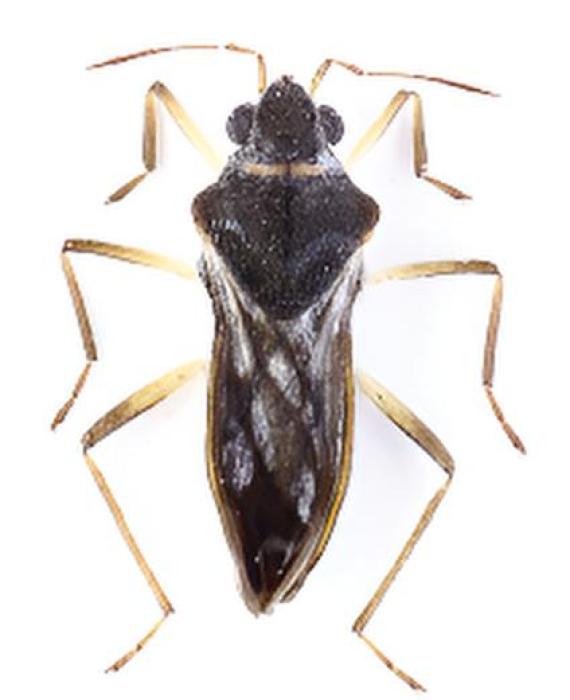 Microvelia gracillima Reuter, 1883