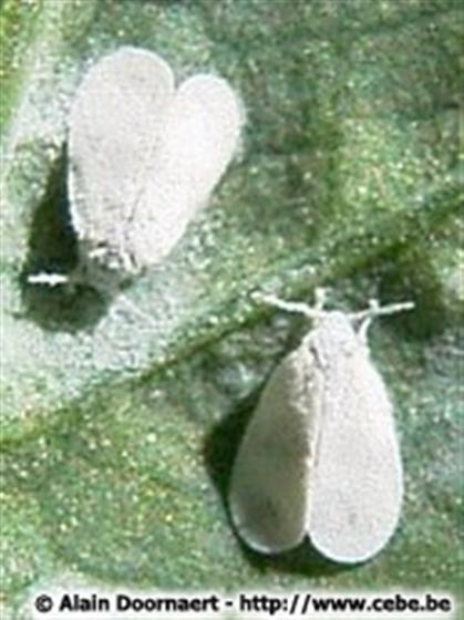 &copy; Alain Doornaert