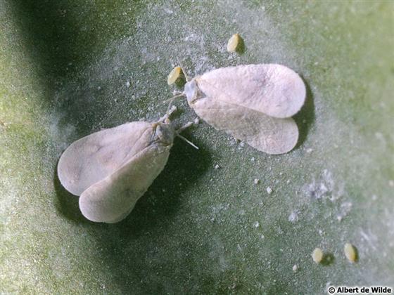 &copy; Albert de Wilde