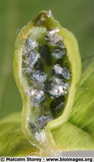 Tetraneura ulmi (Linnaeus, 1758)