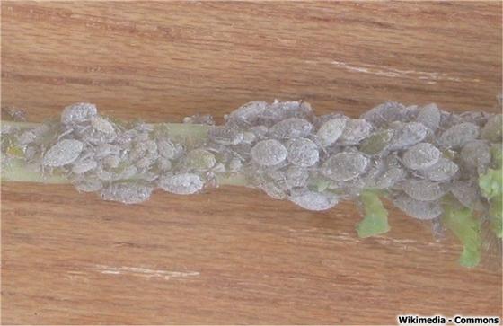 © Wikimedia Commons