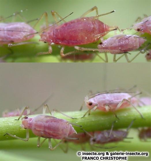 Macrosiphum euphorbiae (Thomas, 1878)