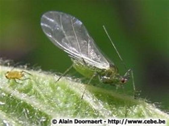 Macrosiphum euphorbiae (Thomas, 1878)