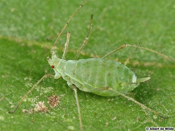 Macrosiphum euphorbiae (Thomas, 1878)
