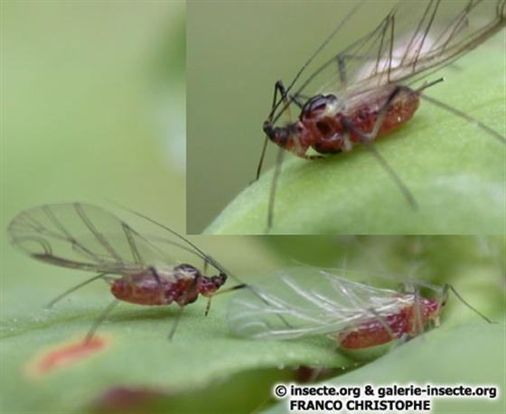 Macrosiphum euphorbiae (Thomas, 1878)