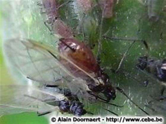 Macrosiphum rosae (Linnaeus, 1758)