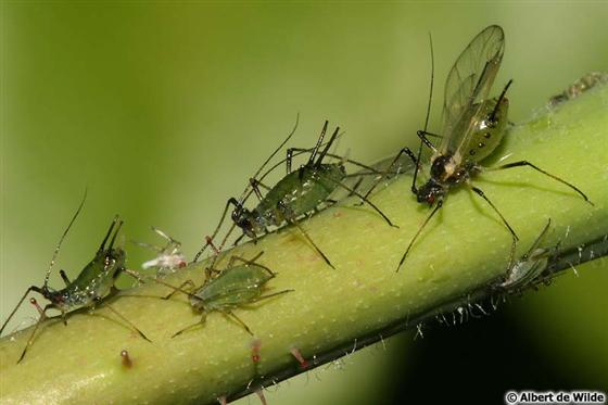 Macrosiphum rosae (Linnaeus, 1758)