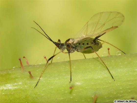 Macrosiphum rosae (Linnaeus, 1758)