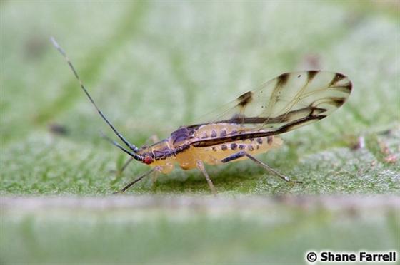 Eucallipterus tiliae (Linnaeus, 1758)