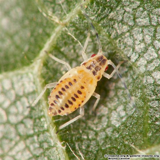 Eucallipterus tiliae (Linnaeus, 1758)