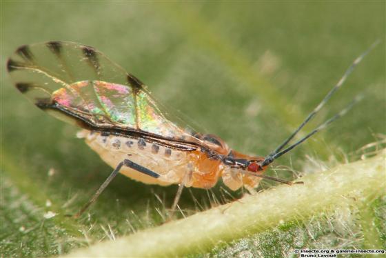 Eucallipterus tiliae (Linnaeus, 1758)