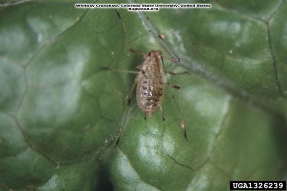 Nasonovia ribisnigri (Mosley, 1841)