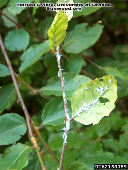 Phyllaphis fagi (Linnaeus, 1761)