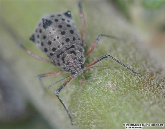 Tuberolachnus salignus (Gmelin, 1790)