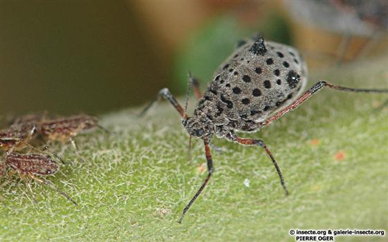 Tuberolachnus salignus (Gmelin, 1790)