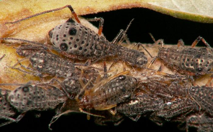 Tuberolachnus salignus (Gmelin, 1790)